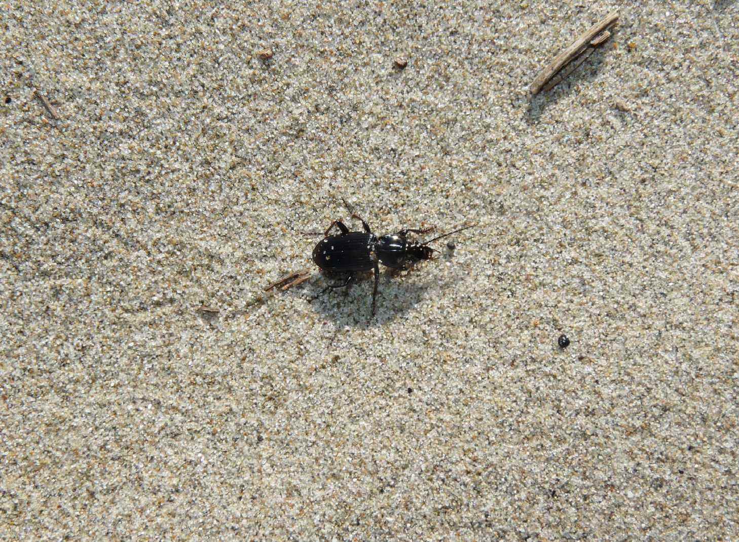 Carabetto di spiaggia (Platysma?)